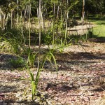 Mungarra Reserve