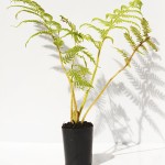 AUSTRALIAN TREE FERN