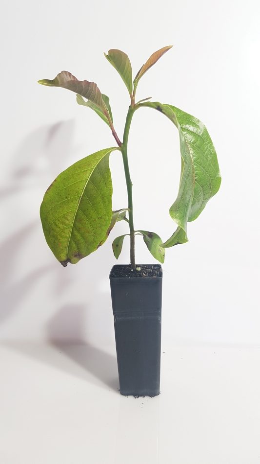 UMBRELLA CHEESE TREE Wallum Nurseries