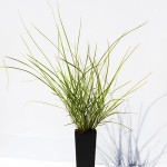 KANGAROO GRASS