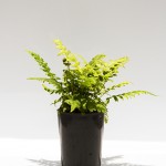 GRISTLE FERN