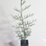 WHITE CYPRUS PINE