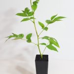 ATHERTON RASPBERRY