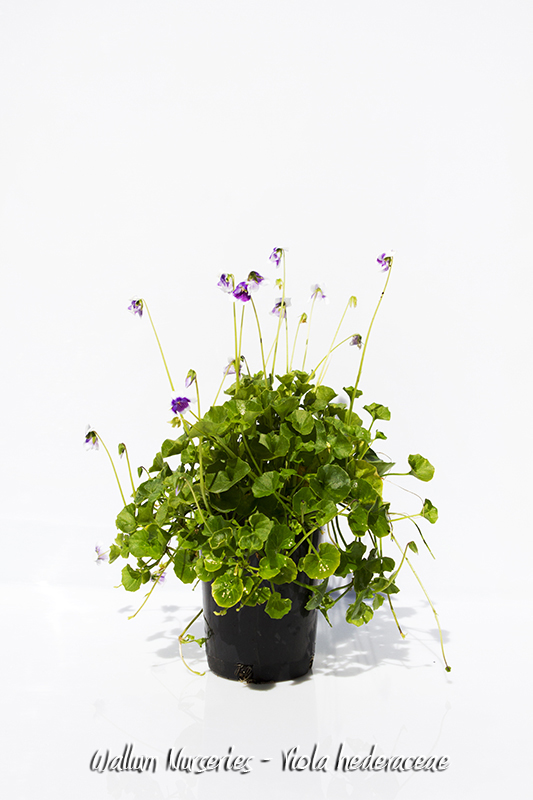 Native Violia NATIVE VIOLET - Wallum Nurseries