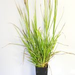 SPEAR GRASS