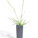 COCKATOO GRASS