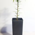 BUNYA PINE