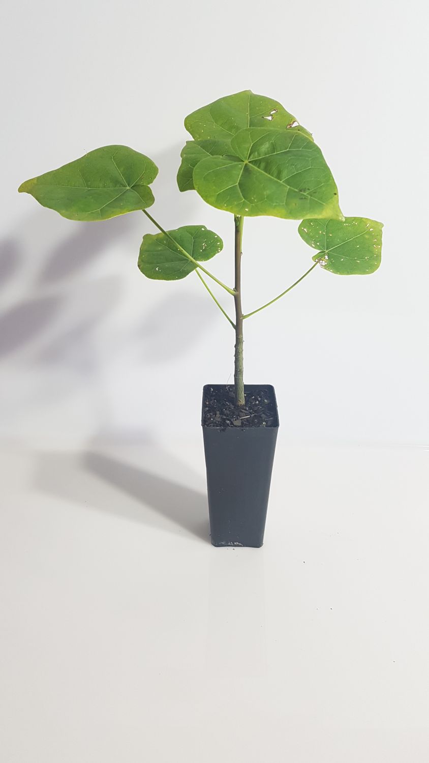 BROAD LEAF BOTTLE TREE Wallum Nurseries