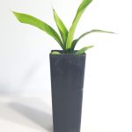 GYMEA LILLY
