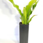 BIRDS NEST FERN