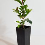 SYZYGIUM RESILIENCE