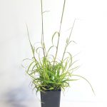 PITTED BLUEGRASS