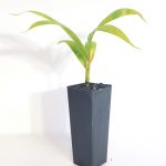 BANGALOW PALM