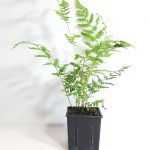 HARD BRACKEN FERN