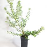 COASTAL ROSEMARY - ZENA