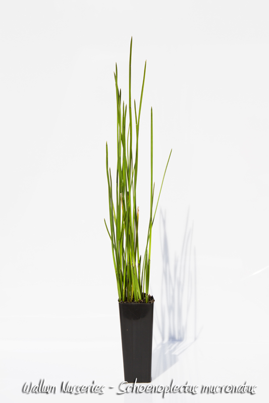 Tall Rushes TALL RUSH - Wallum Nurseries